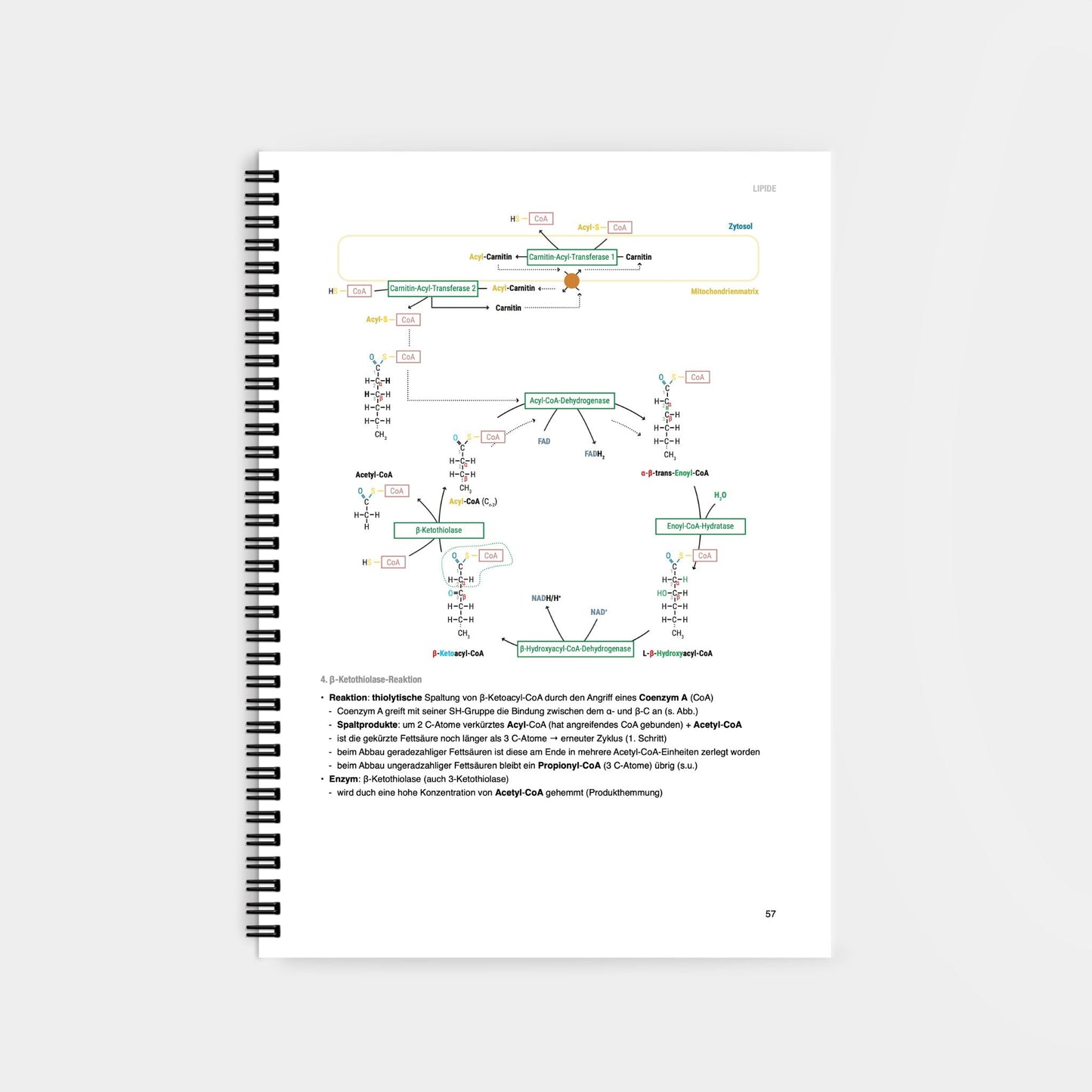 Biochemie 2 - CORETEXT