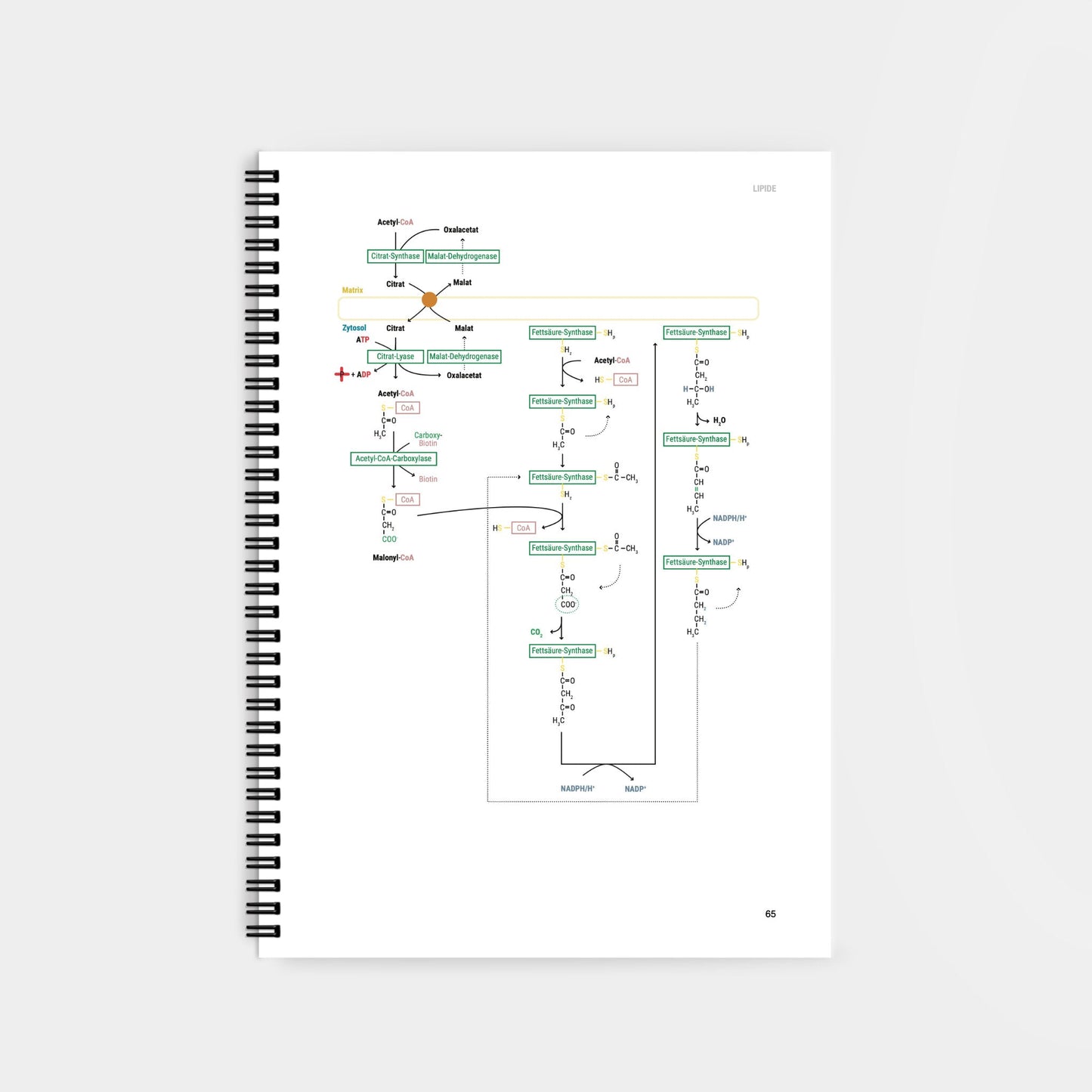 Biochemie 2 - CORETEXT