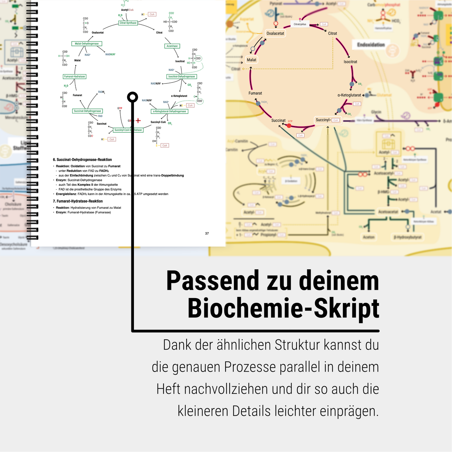 Das extragroße Zeitsparset - Biochemie