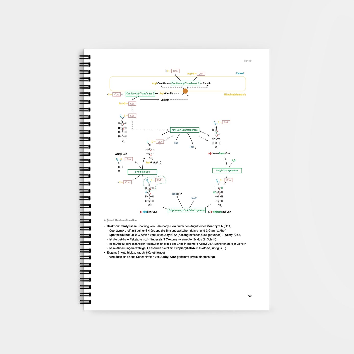 Biochemie 2 - CORETEXT