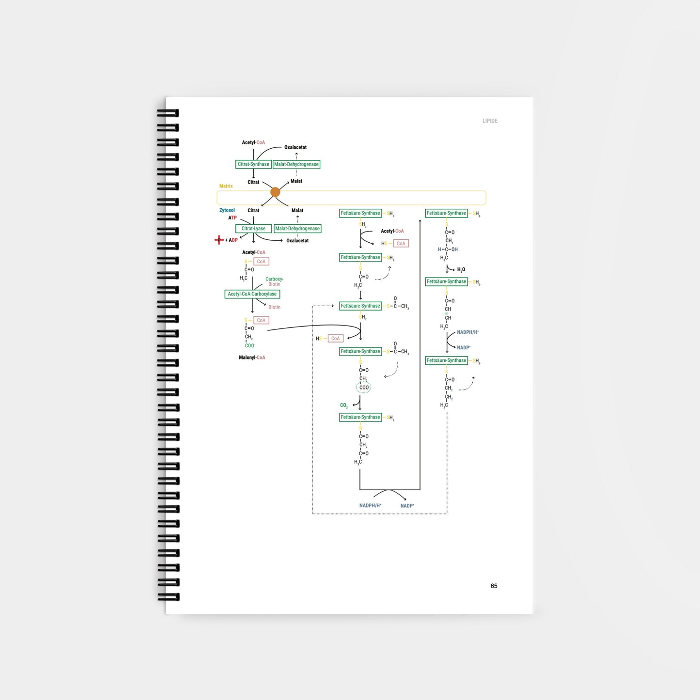 Biochemie 2 - CORETEXT