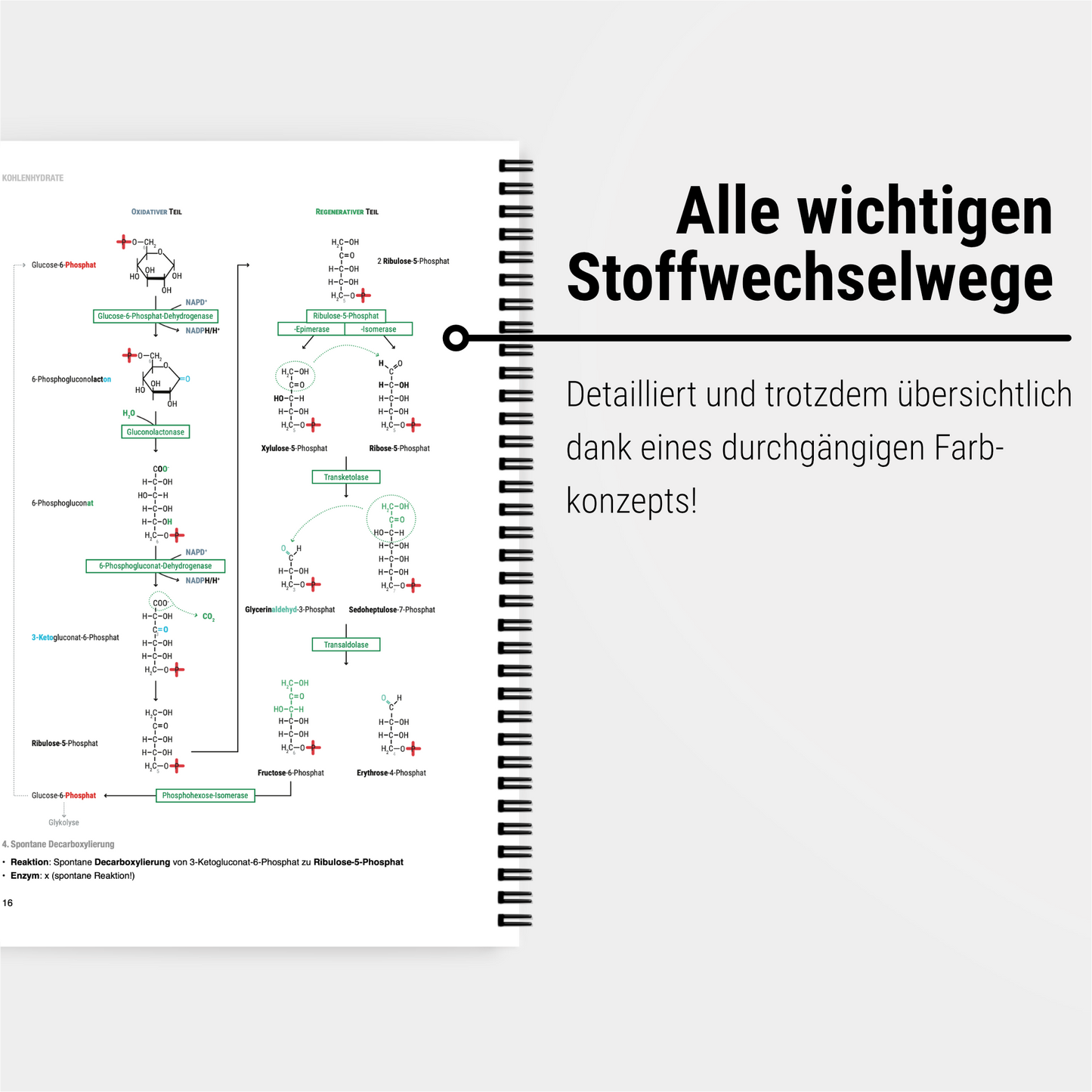 Das Mega-Zeitsparset - Biochemie & Physiologie - CORETEXT