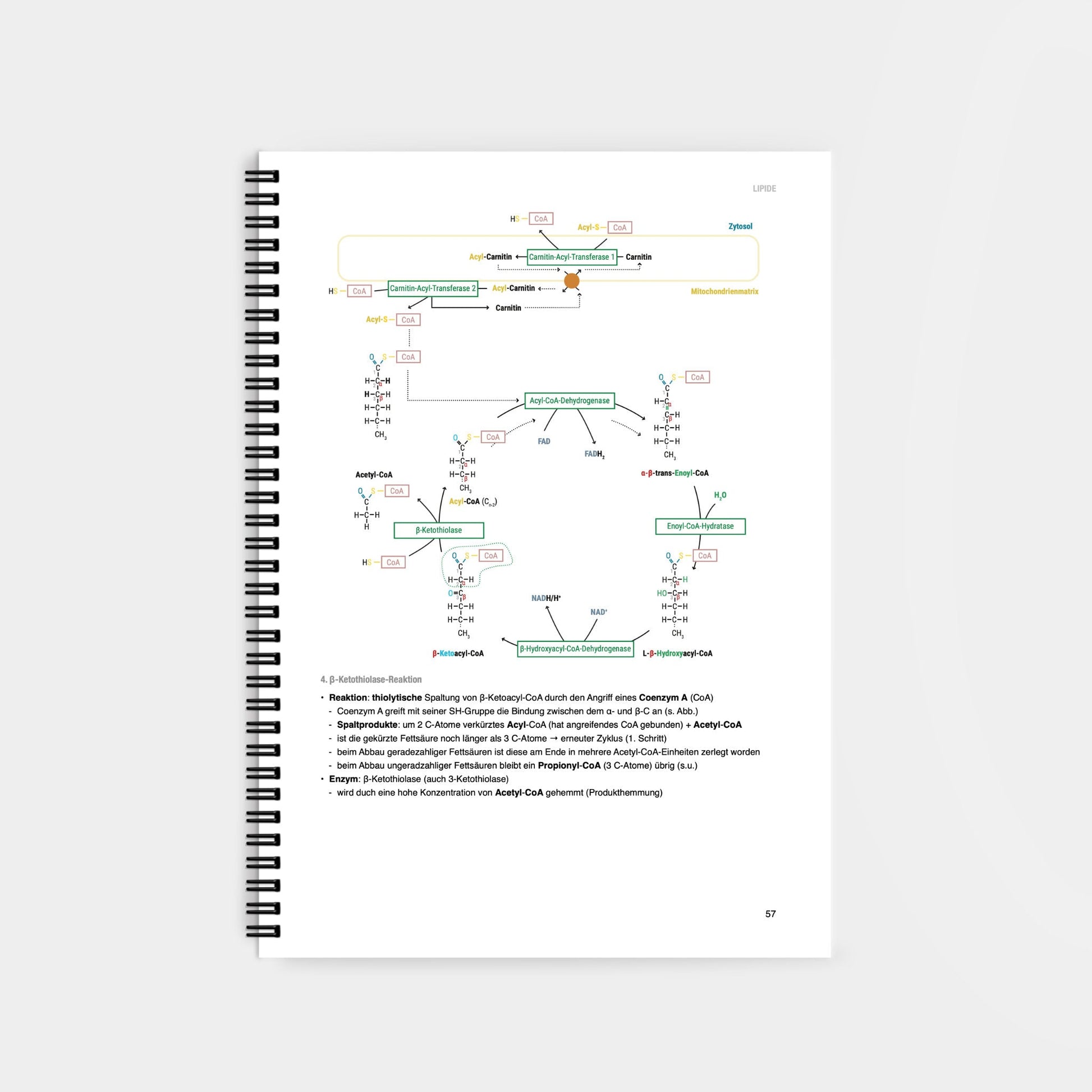 Biochemie 2 - CORETEXT