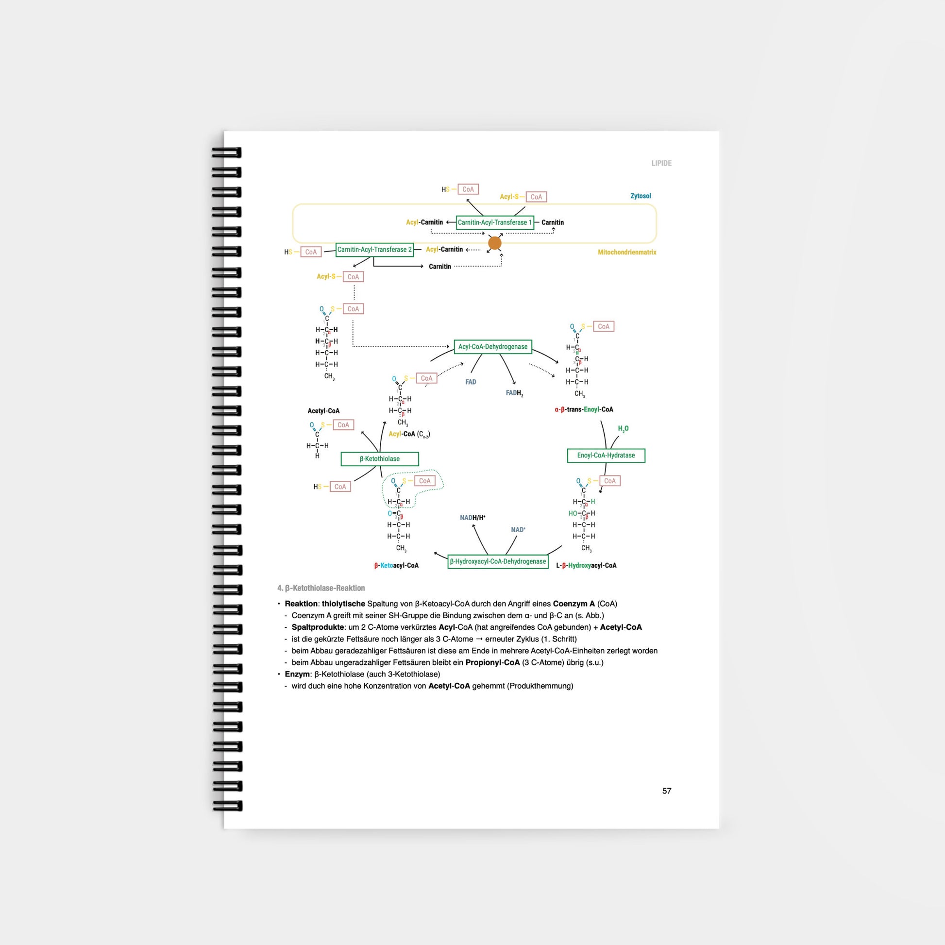 Biochemie 2 - CORETEXT